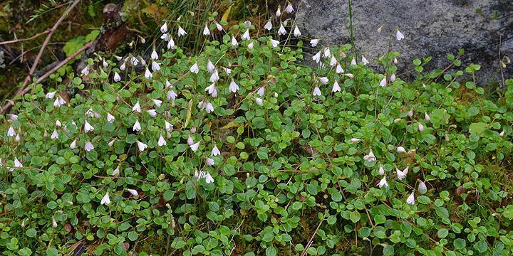 Bilde av Linnea som er Vennesla kommune sin kommuneblomst. - Klikk for stort bilde